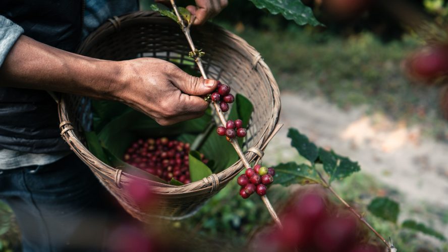 Quanto tempo demora para iniciar a colheita do café?