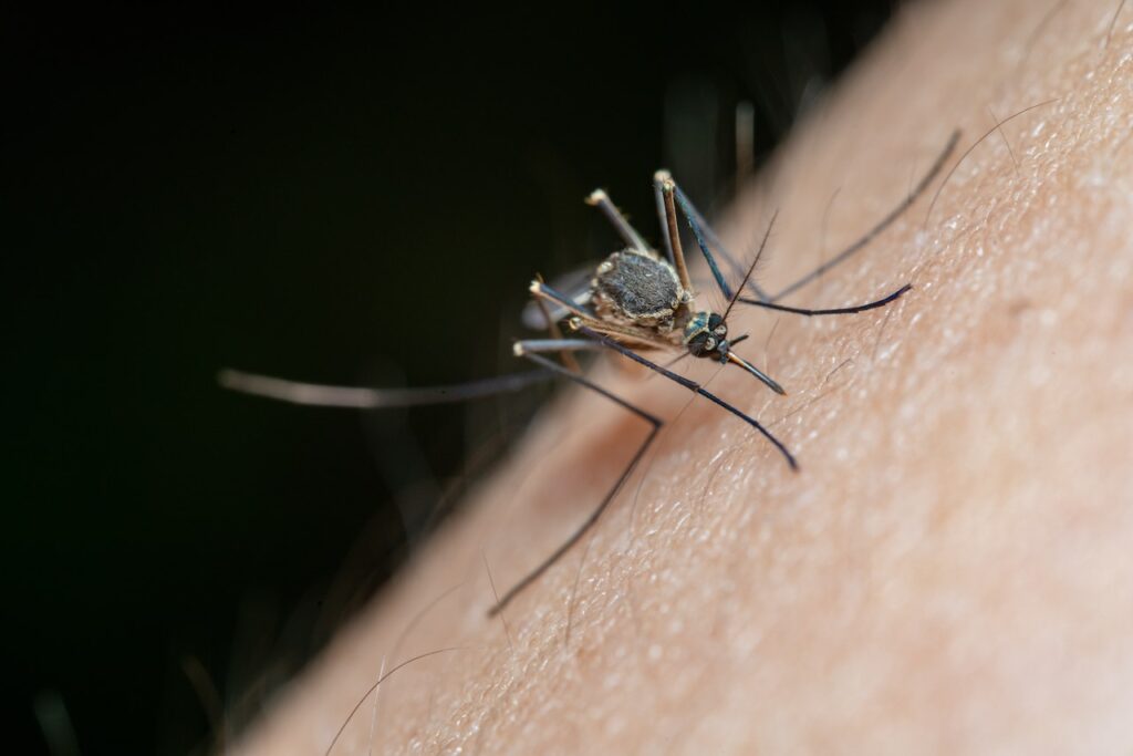Como afastar pernilongos de sua residência: entendendo os indícios de proliferação de mosquitos.