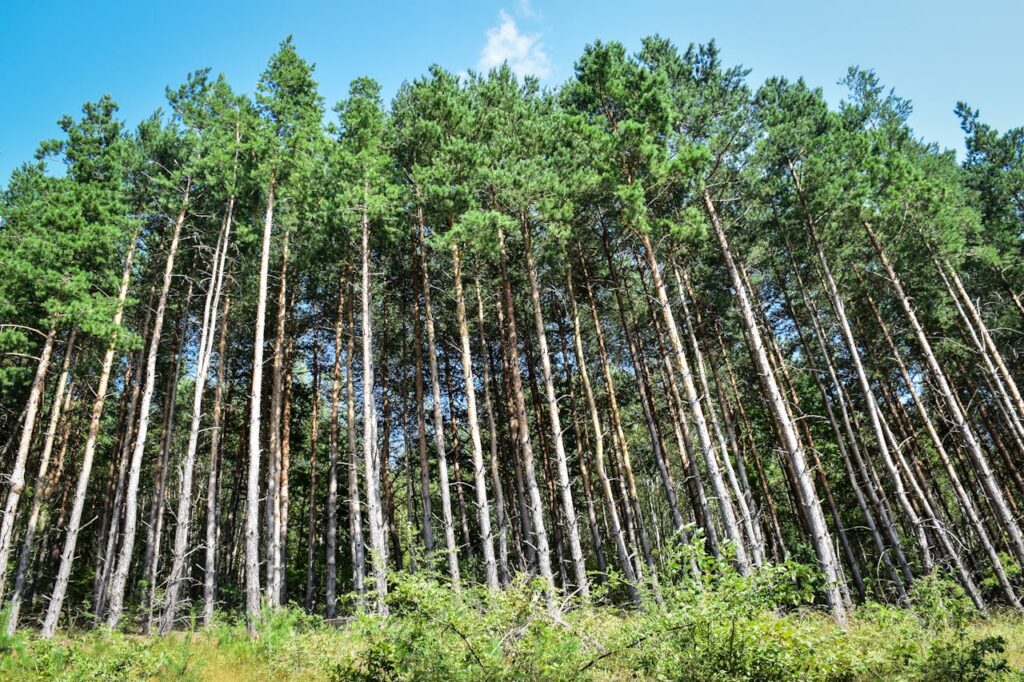 O que é uma Área de Preservação Permanente (APP) E porque não se deve construir em área de preservação